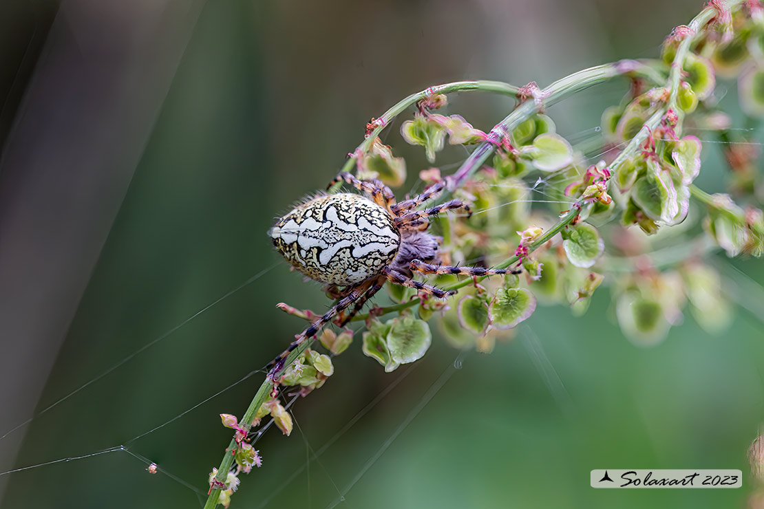 Aculepeira ceropegia - Oak spider