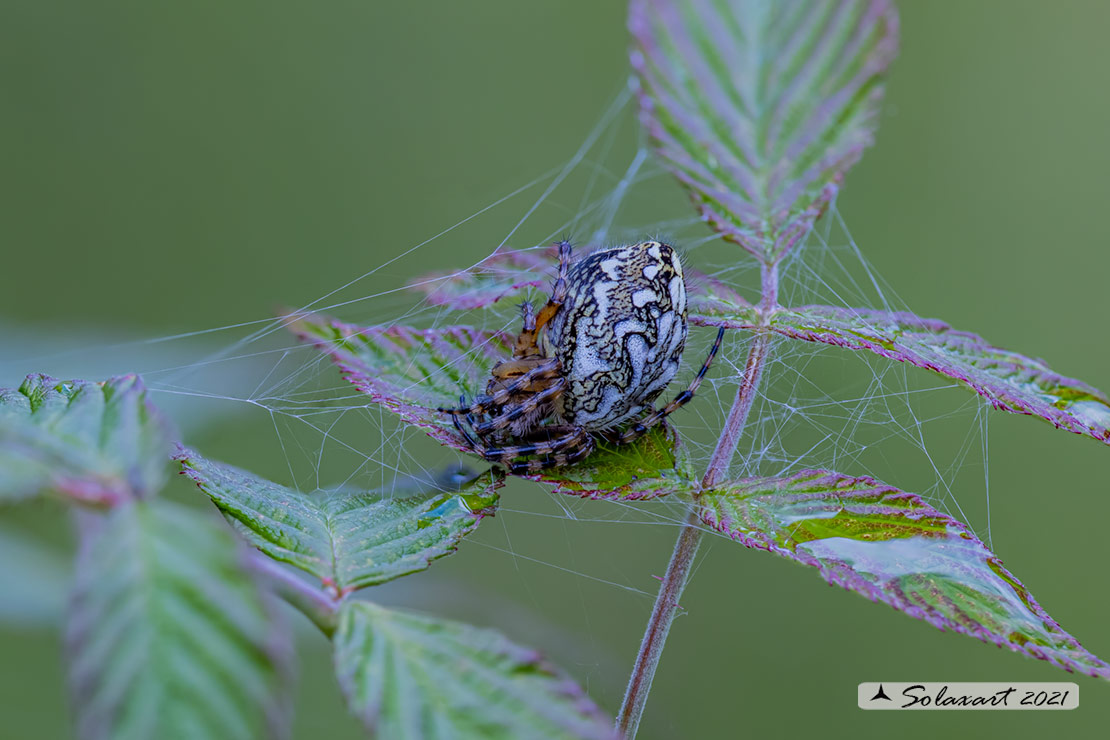 Aculepeira ceropegia - Oak spider