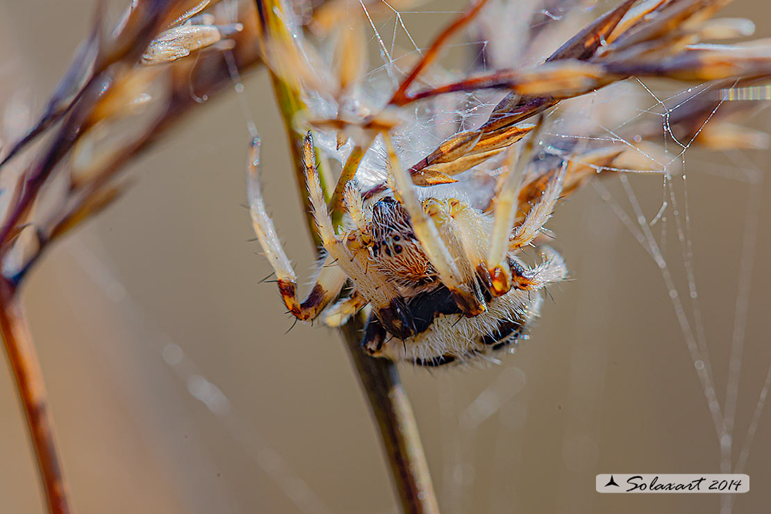 Agalenatea redii; ragno crociato; orb-weaver