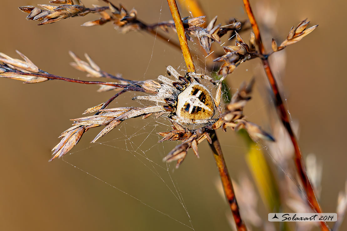 Agalenatea redii; ragno crociato; orb-weaver