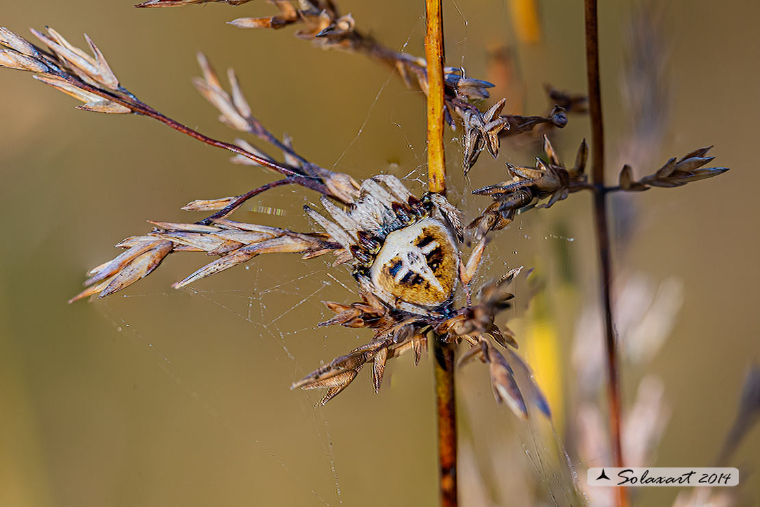 Agalenatea redii; ragno crociato; orb-weaver