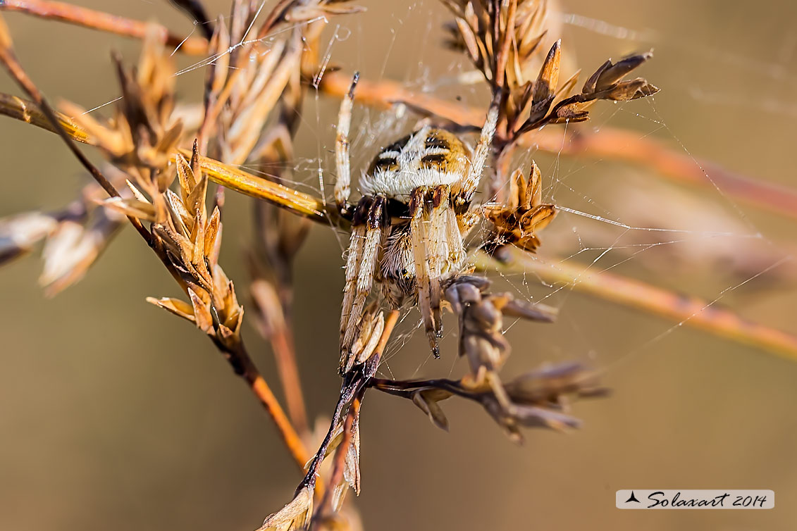 Agalenatea redii; ragno crociato; orb-weaver