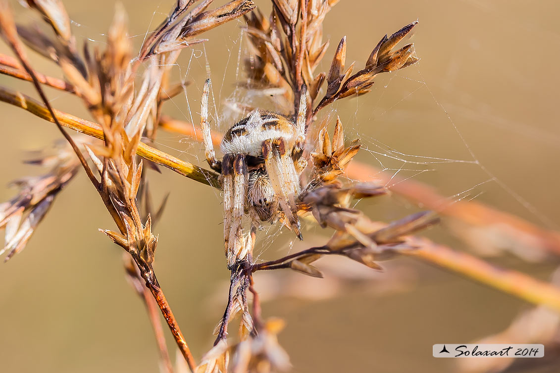 Agalenatea redii; ragno crociato; orb-weaver 