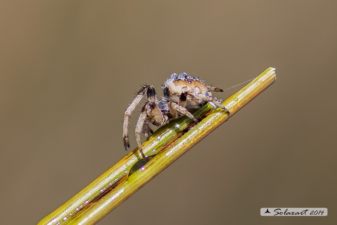 Agalenatea redii; ragno crociato; orb-weaver