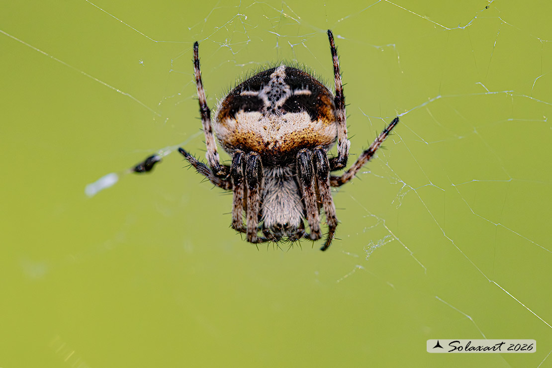 Agalenatea redii; ragno crociato; orb-weaver 