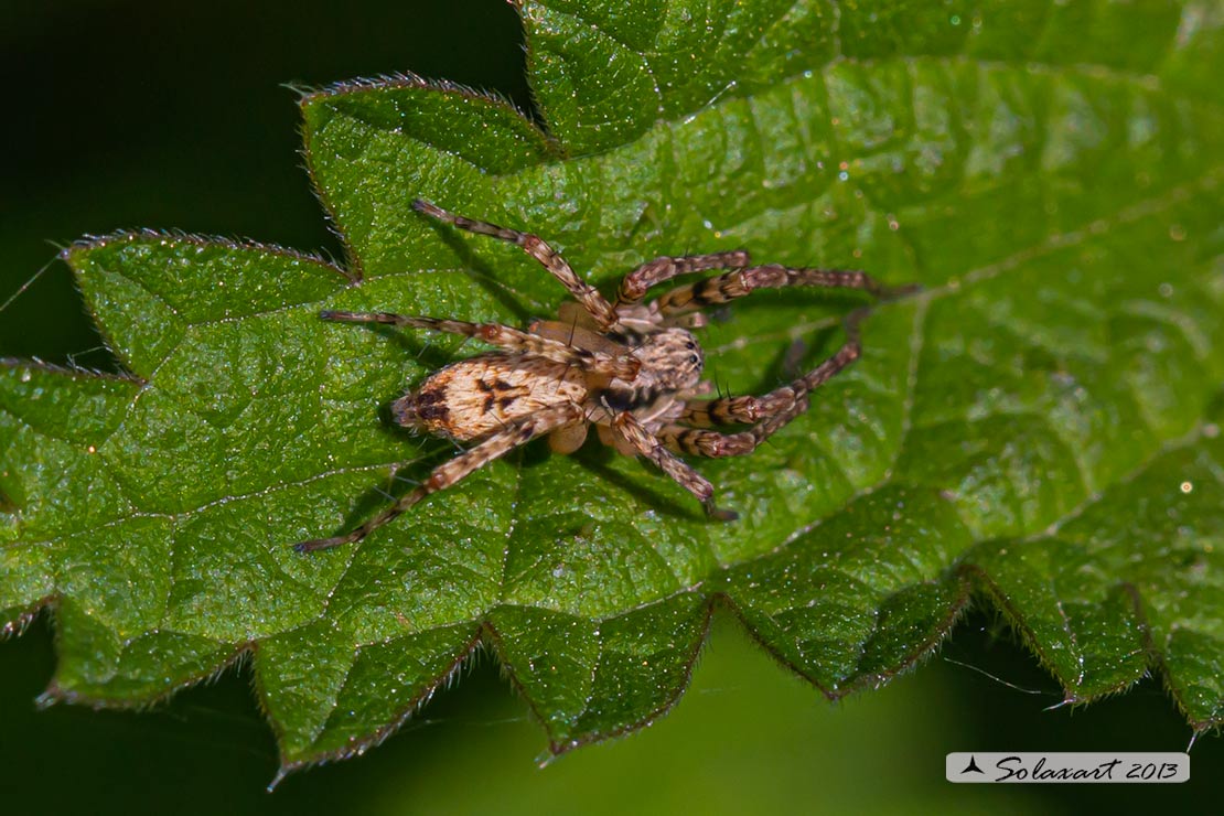 Anyphaena accentuata; Buzzing Spider