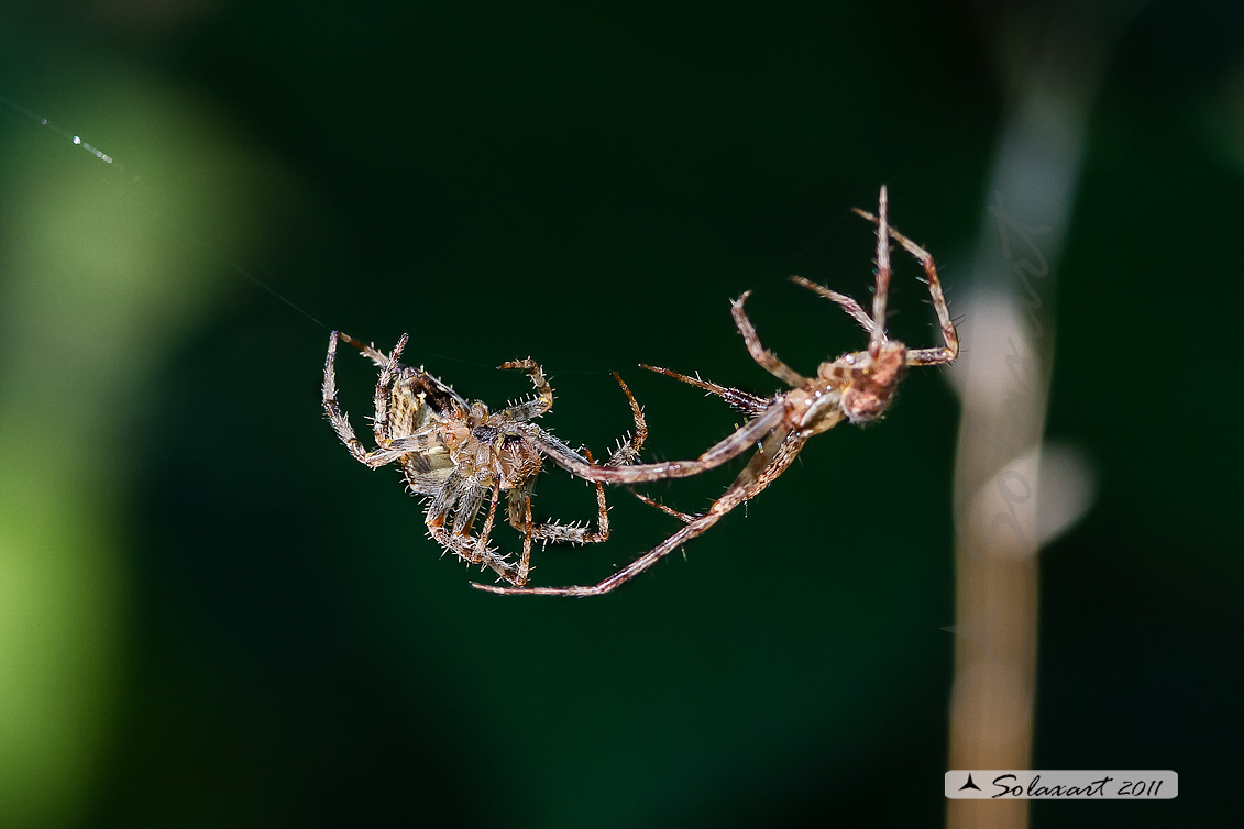 Araneus sp; specie indeterminata