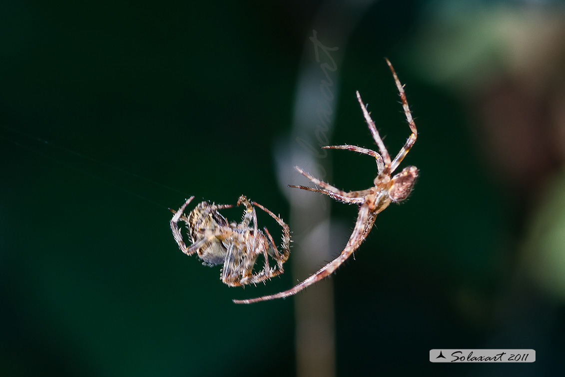 Araneus sp; specie indeterminata