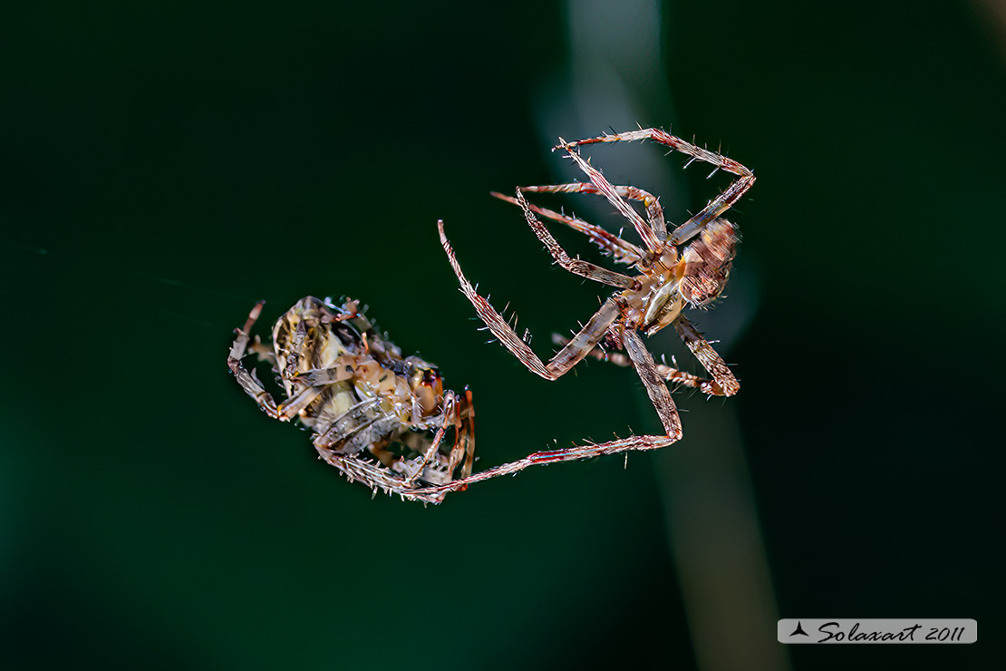 Araneus sp; specie indeterminata