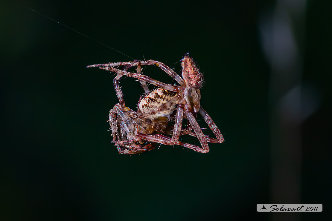 Araneus sp; specie indeterminata