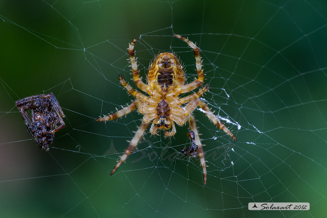 Araneus sp; specie indeterminata