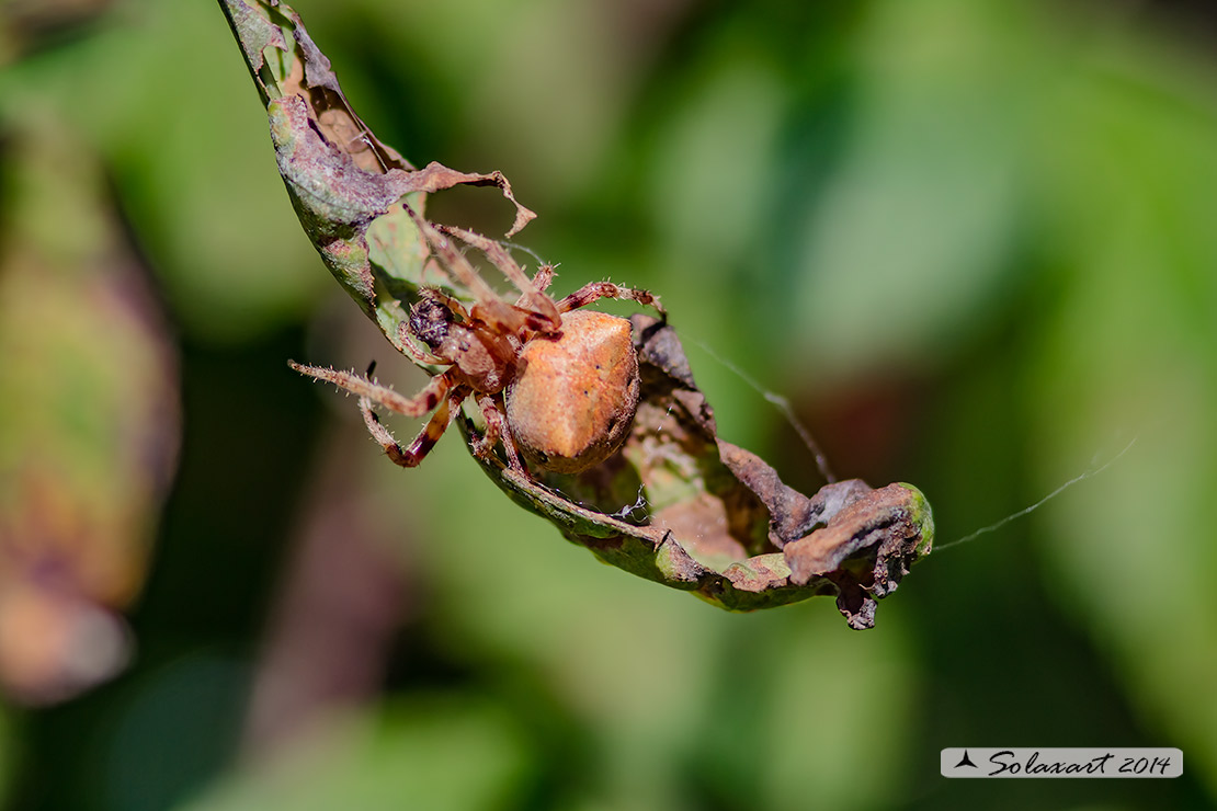 Araneus angulatus (female)