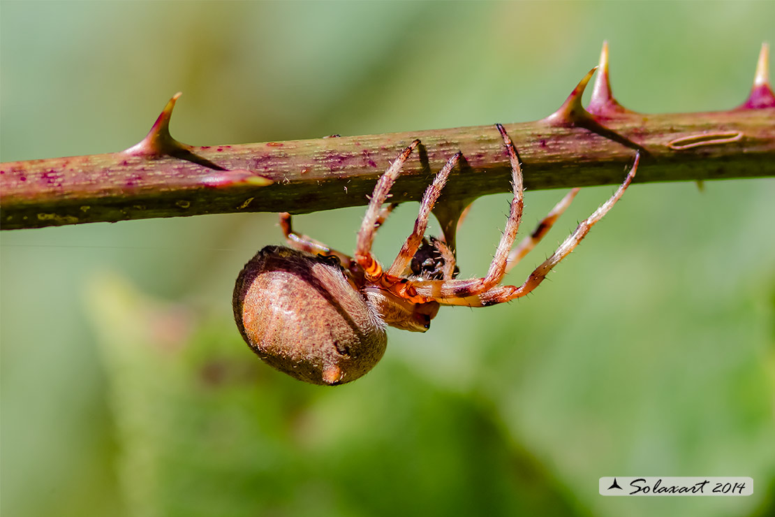Araneus angulatus (female)
