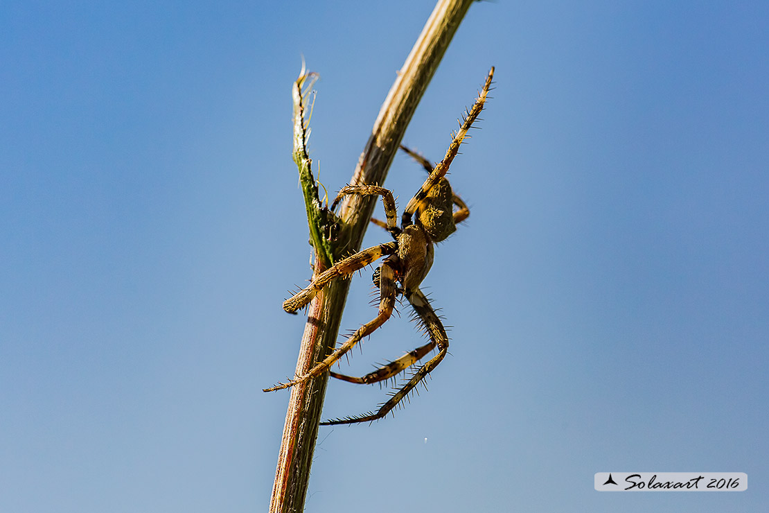 Araneus angulatus  (male)