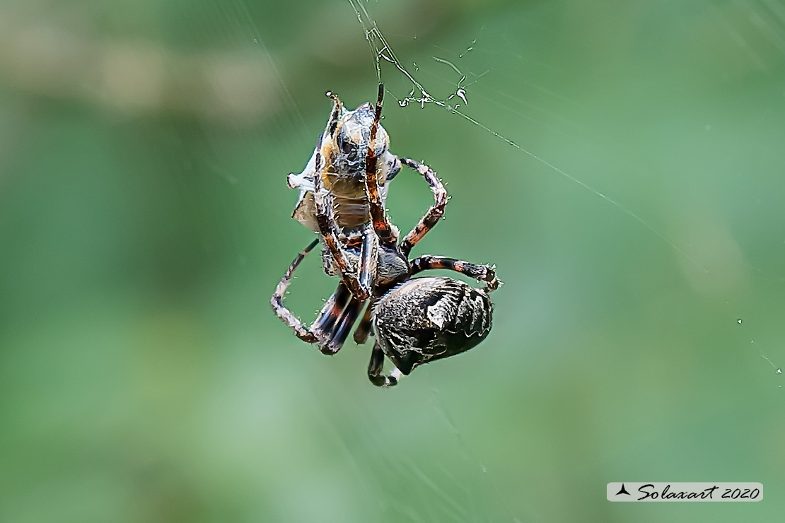 Araneus circe  (male)