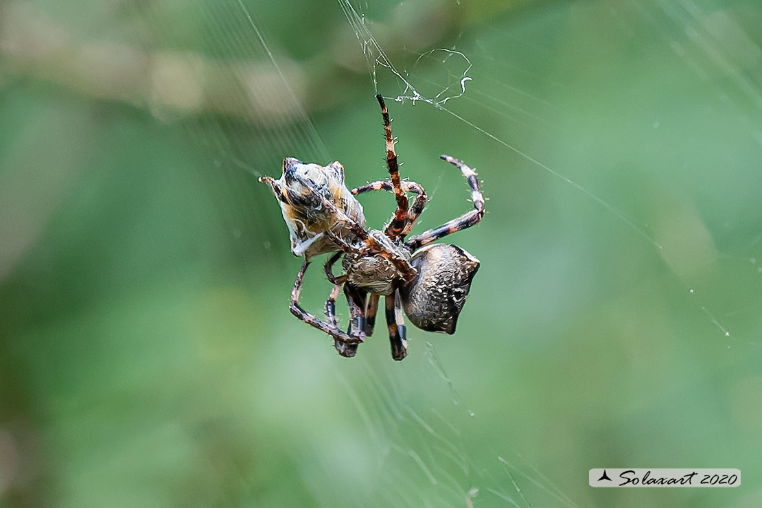 Araneus circe  (male)