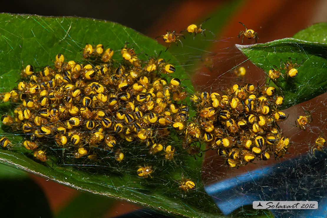 Araneus diadematus - ragno crociato - Cross orbweaver 