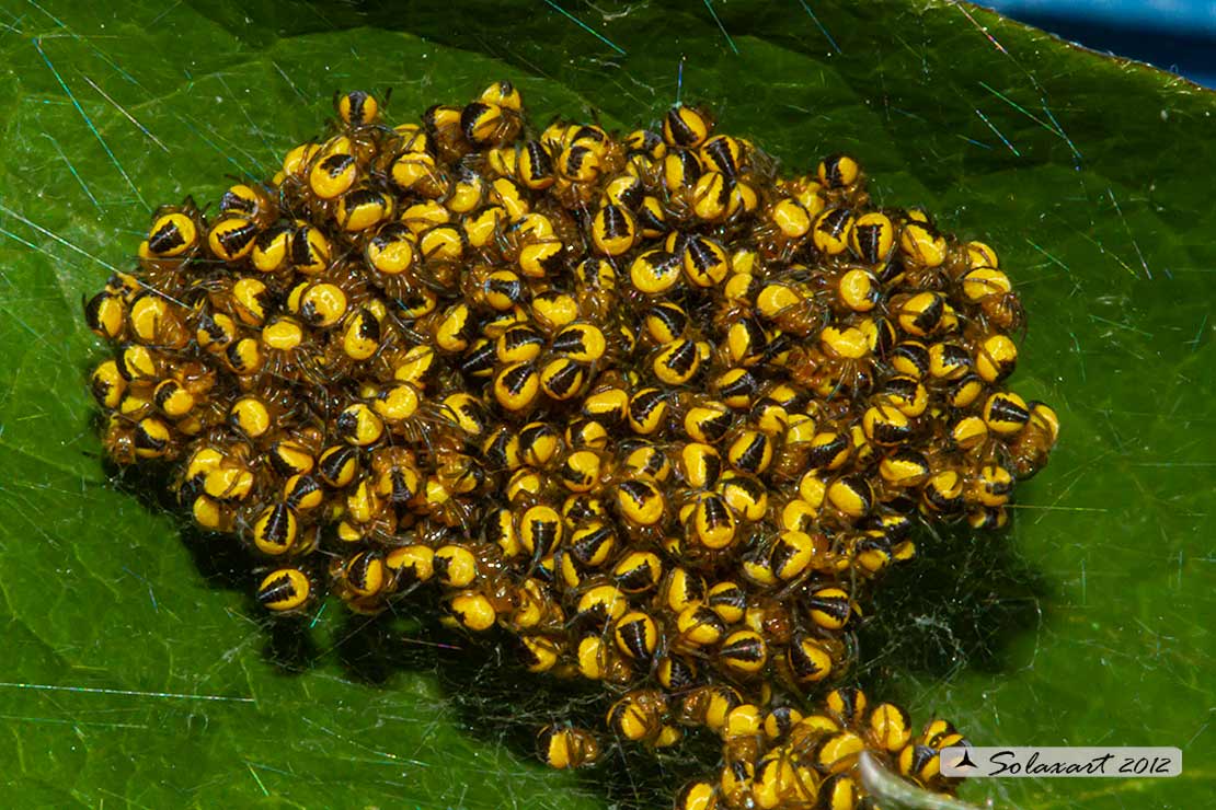 Araneus diadematus - ragno crociato - Cross orbweaver