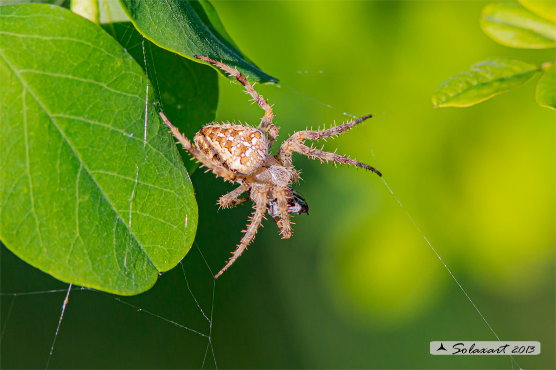 Araneus diadematus - ragno crociato - Cross orbweaver