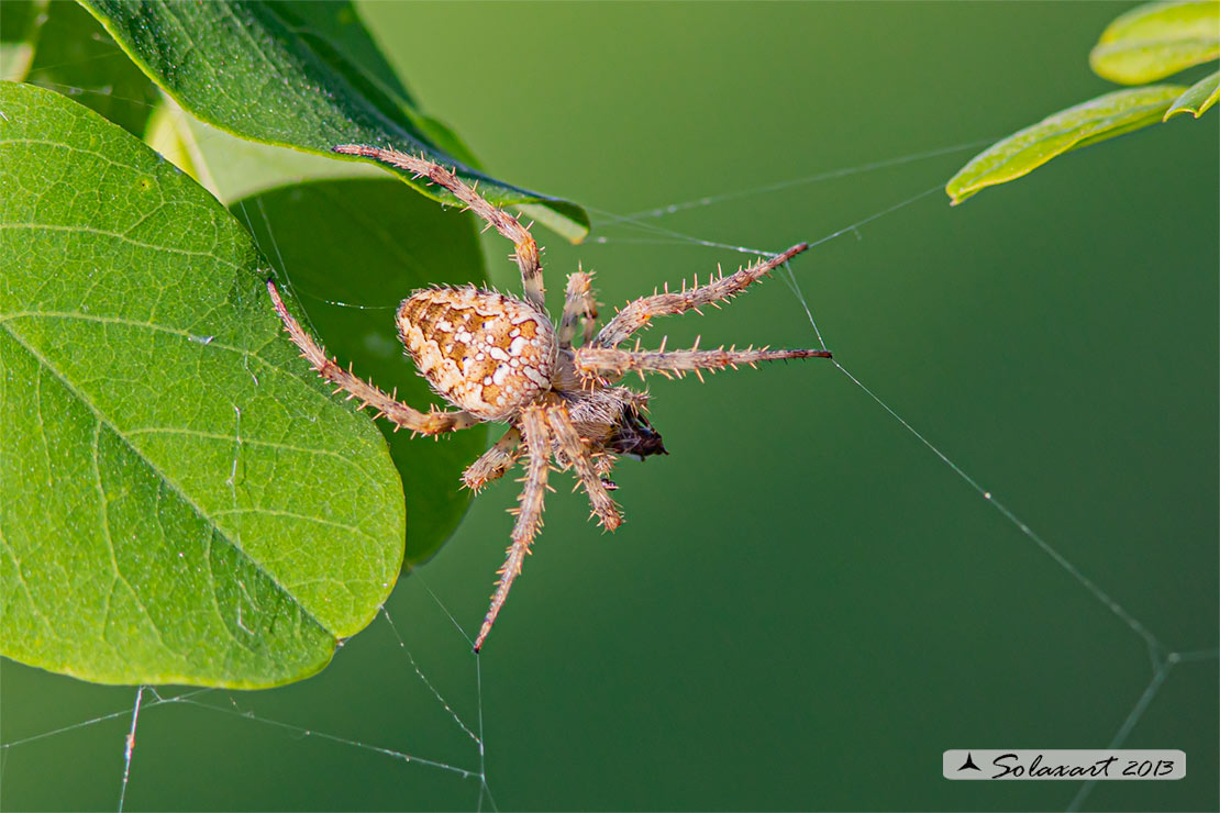 Araneus diadematus - ragno crociato - Cross orbweaver