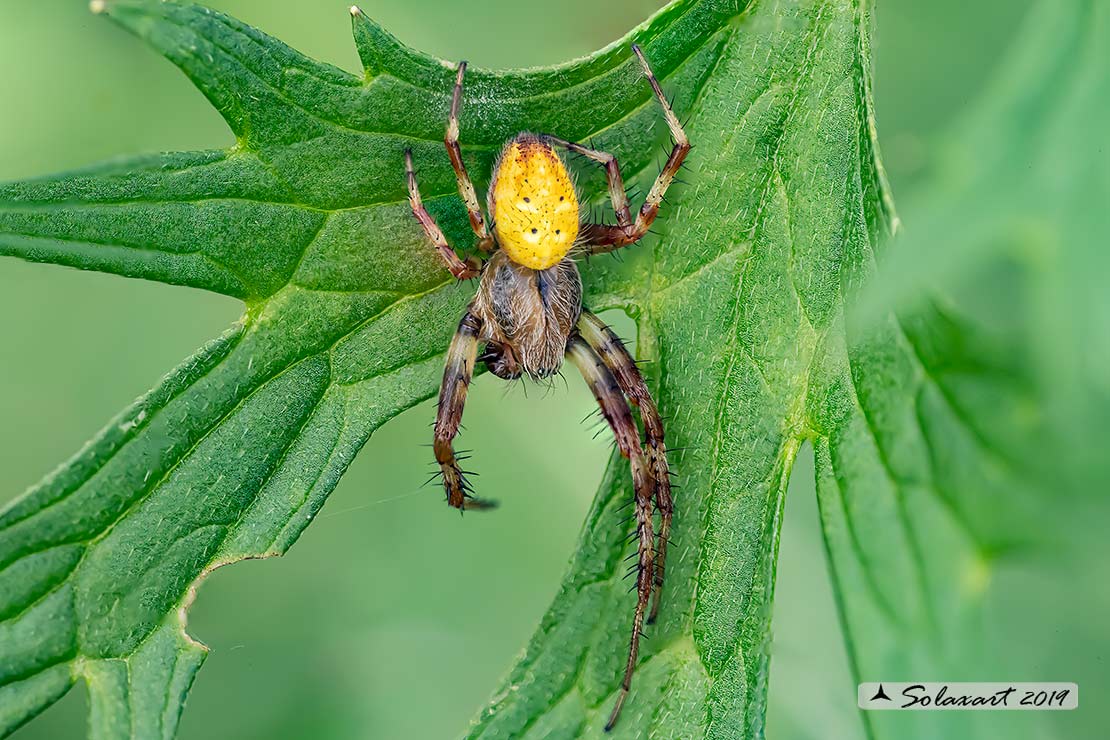 Araneus quadratus