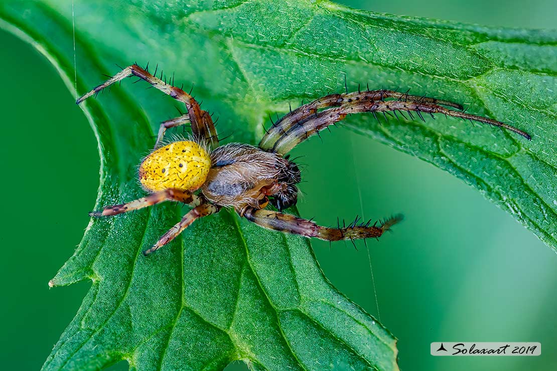 Araneus quadratus