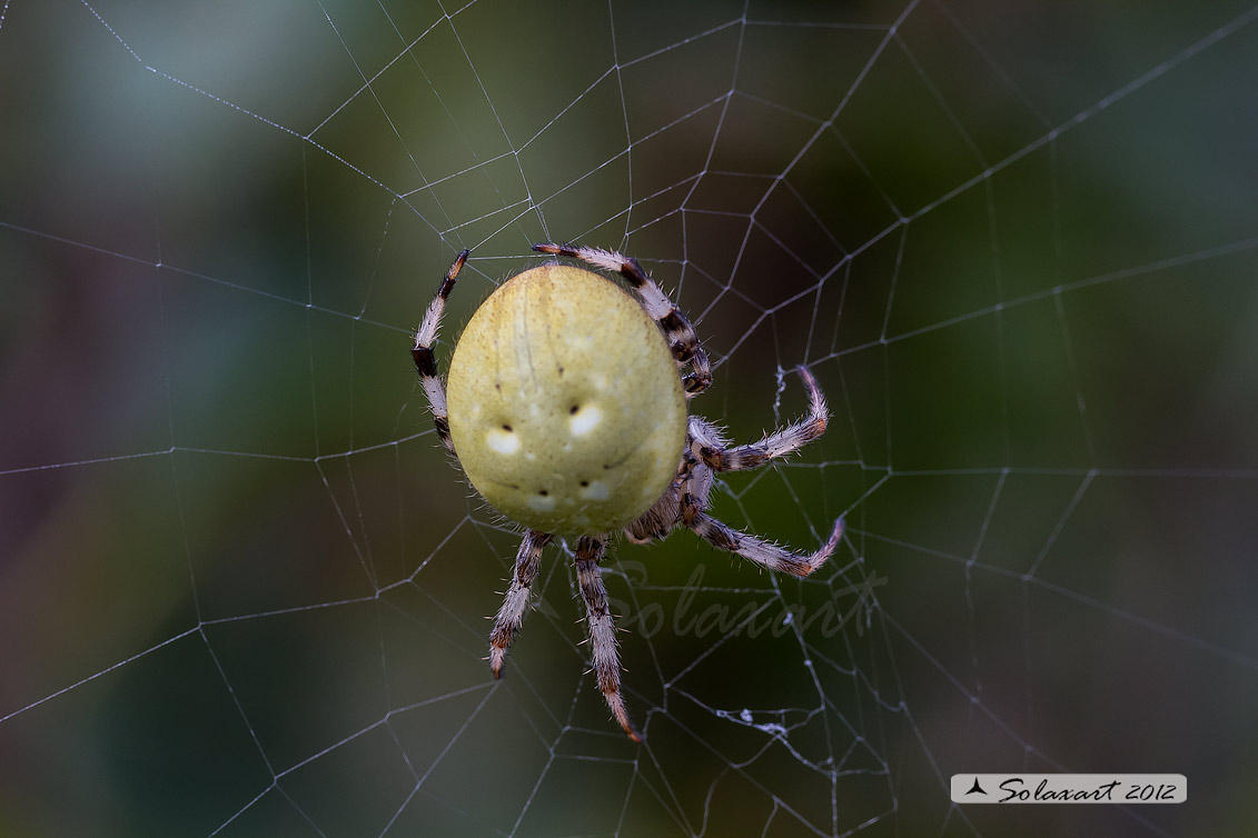 Araneus quadratus