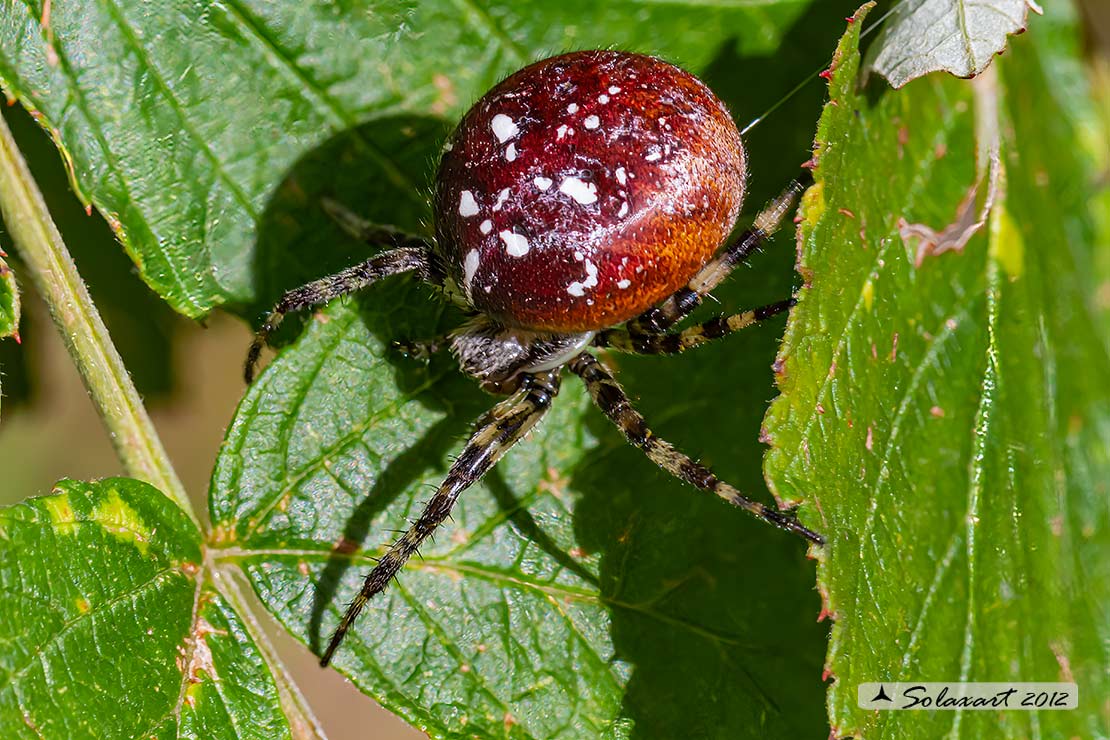 Araneus quadratus