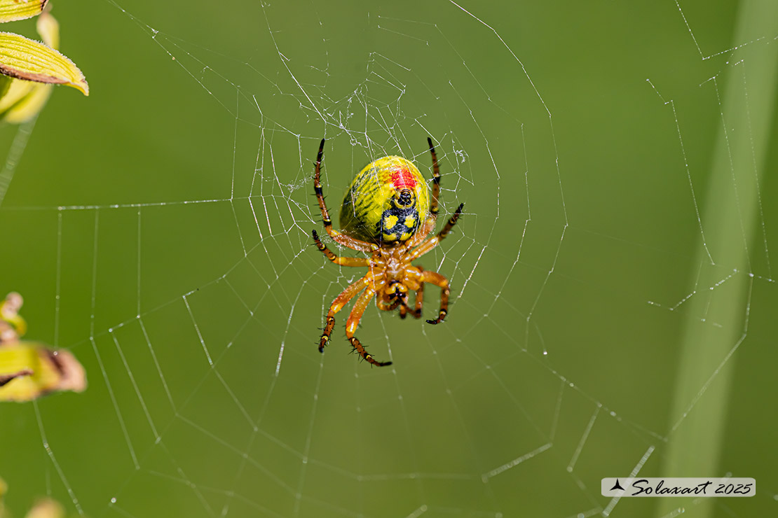 Araniella alpica  (female)