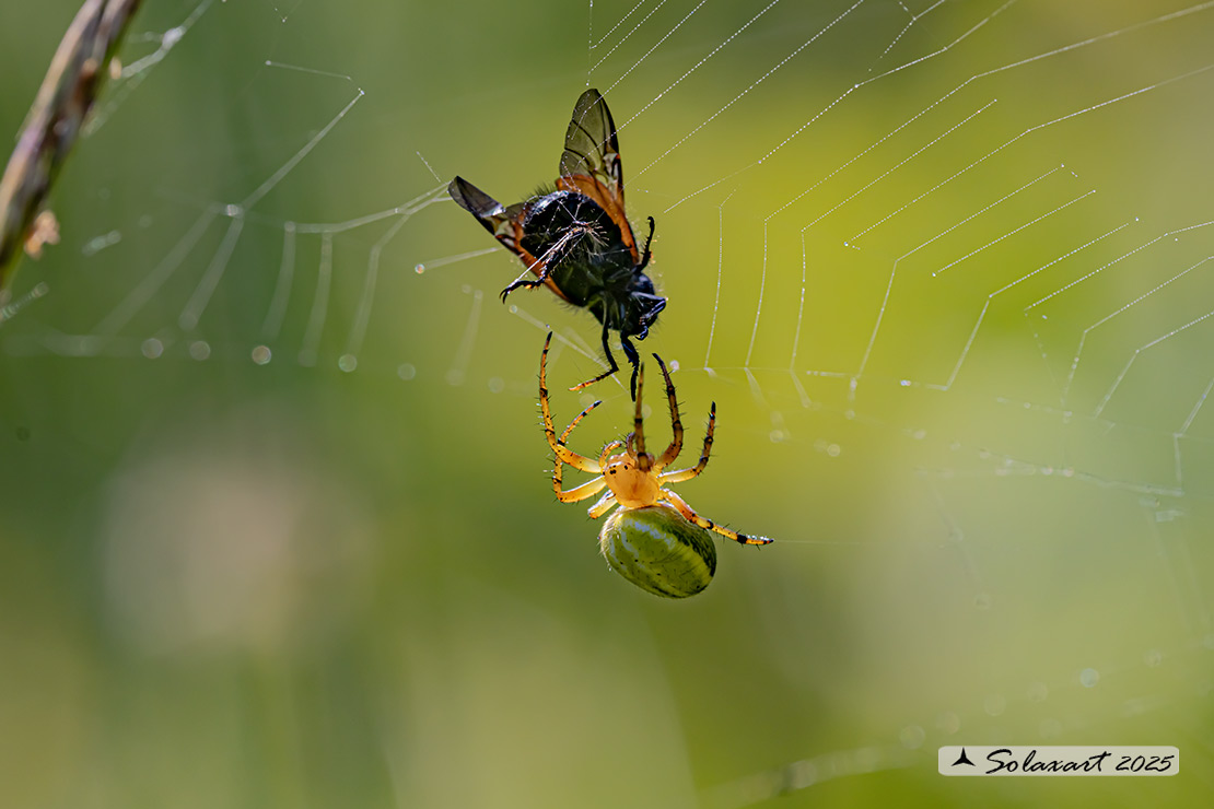 Araniella alpica  (female)