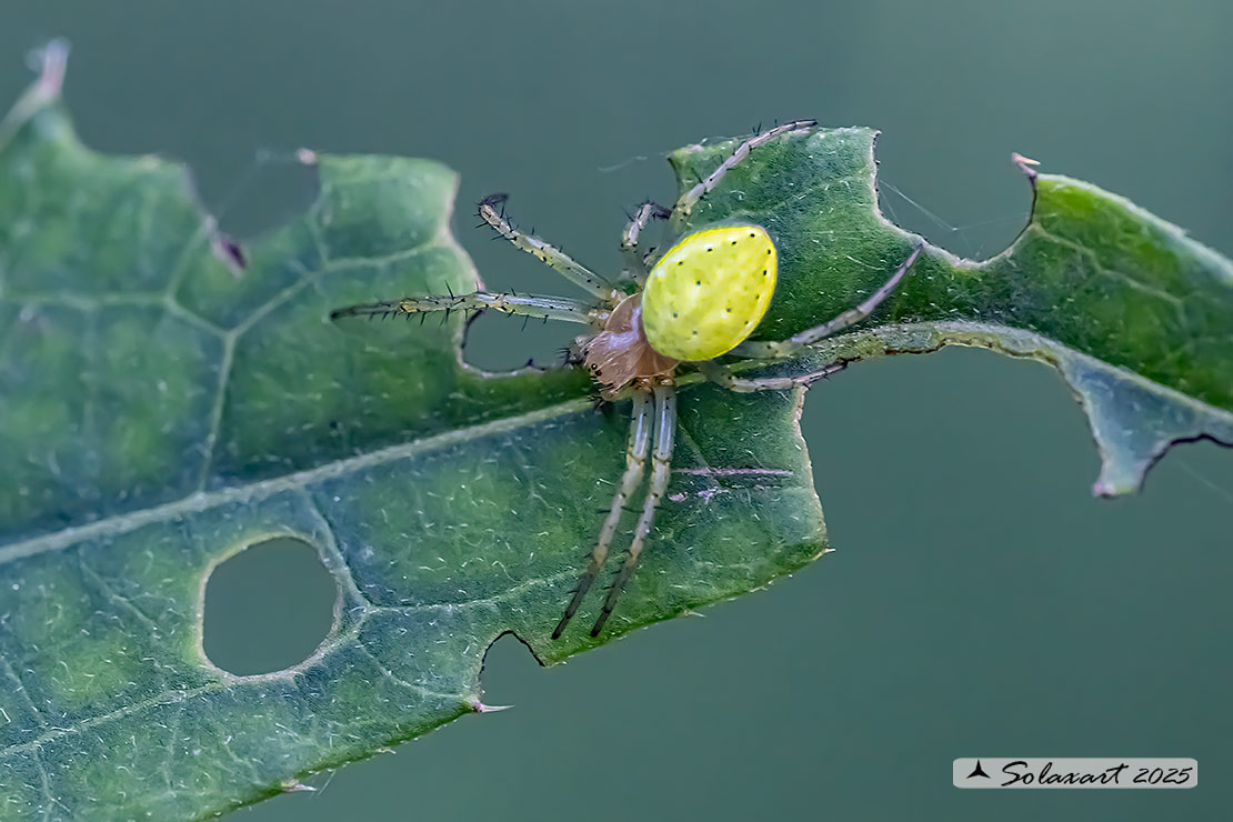 Araniella cucurbitina  (female)