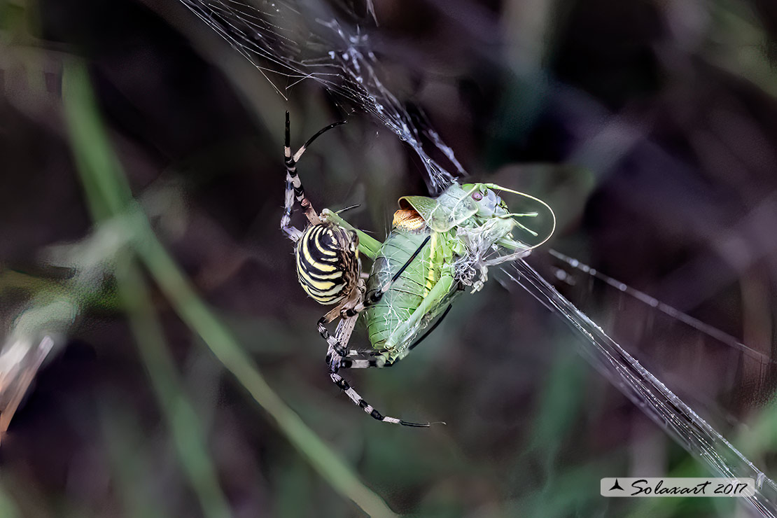 Argiope bruennichi - ragno vespa - wasp spider - Predazione di un Platystolus serratus