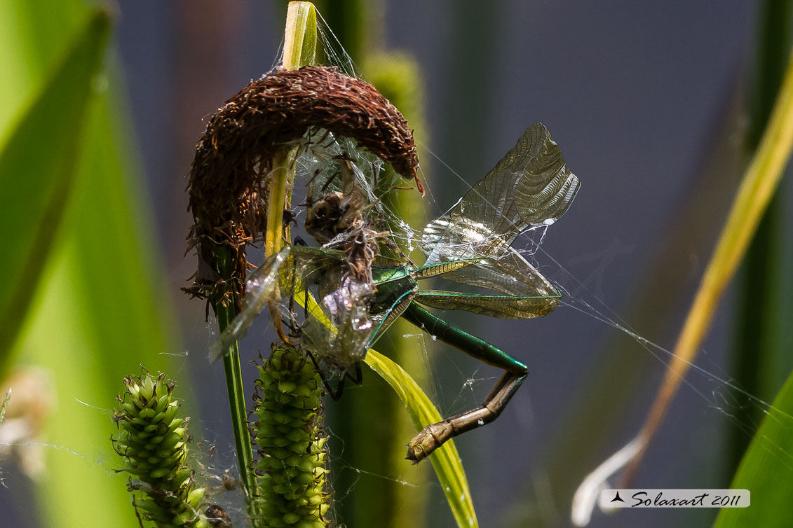 predatore: Araneus quadratus     -     preda:   Calopteryx splendens femmina