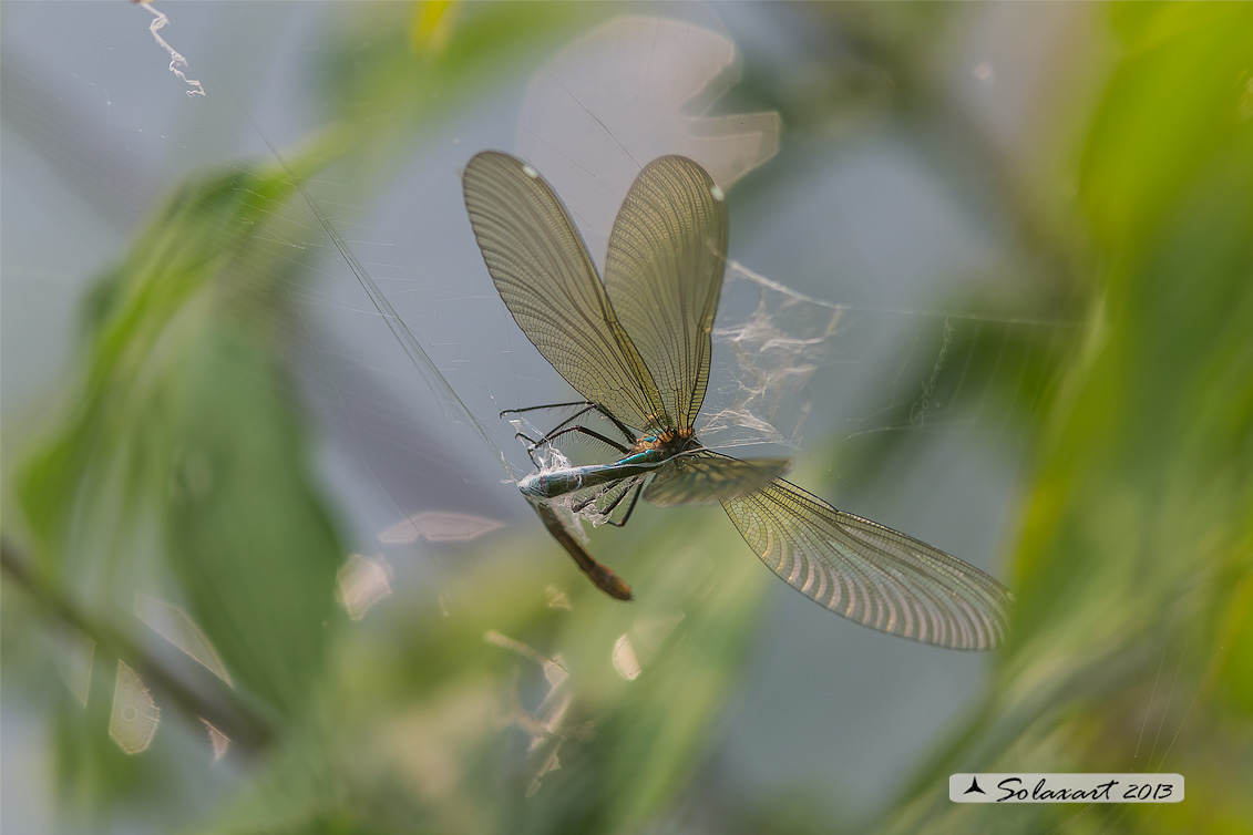 predatore:   Argiope bruennichi  maschio   -   preda:   Calopteryx splendens femmina