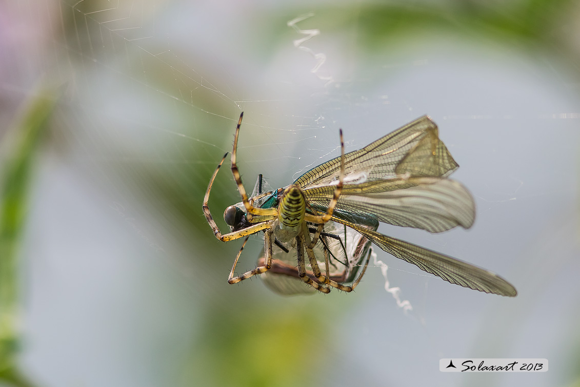 predatore:   Argiope bruennichi  maschio   -   preda:   Calopteryx splendens femmina