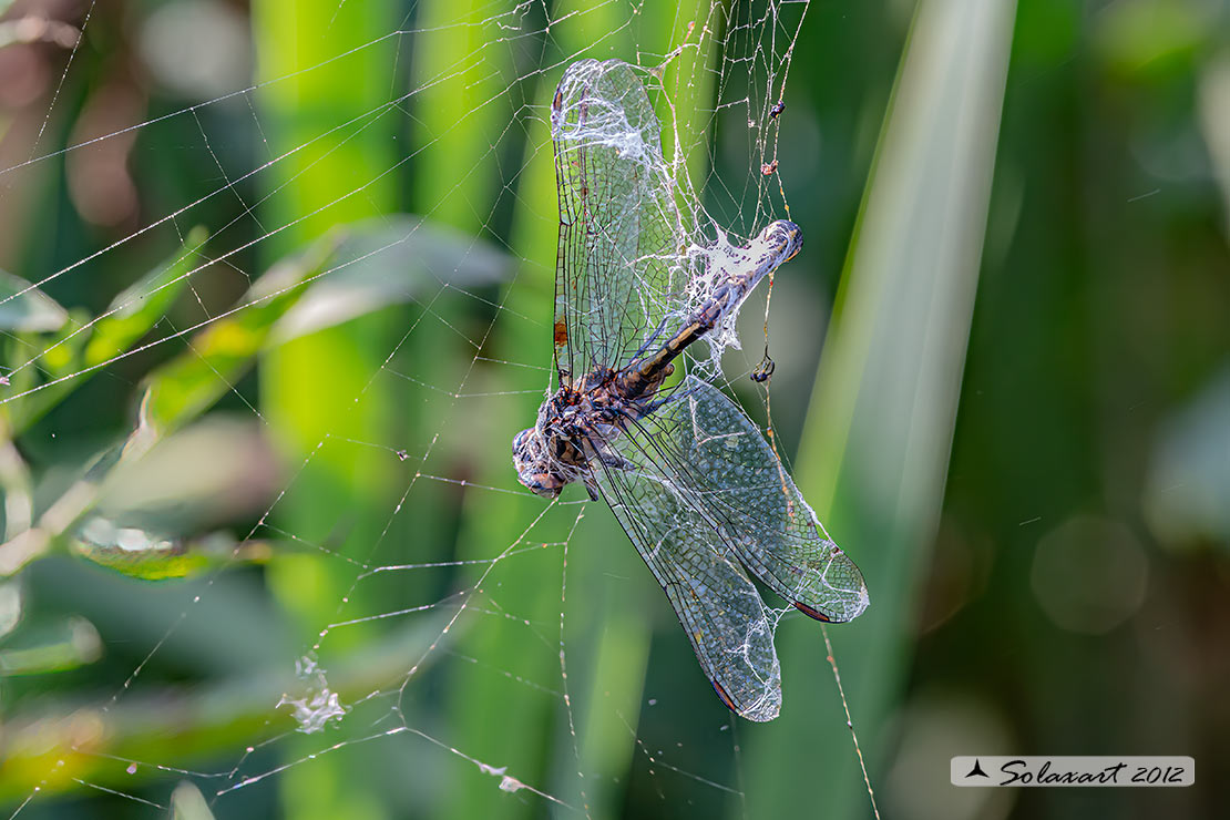 predatore: Argiope bruennichi - preda: Gomphus flavipes