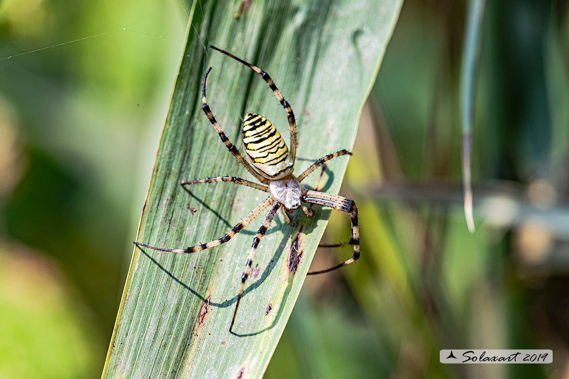 Argiope bruennichi - ragno vespa - wasp spider