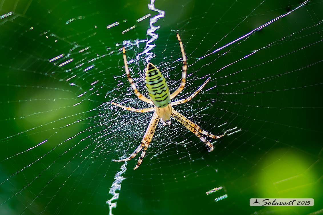 Argiope bruennichi - ragno vespa (femmina giovane) ; wasp spider (joung female)