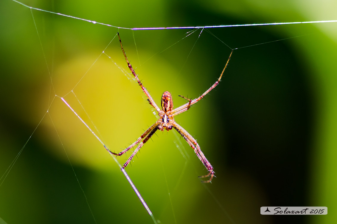 Argiope bruennichi - ragno vespa (maschio) ; wasp spider (male)