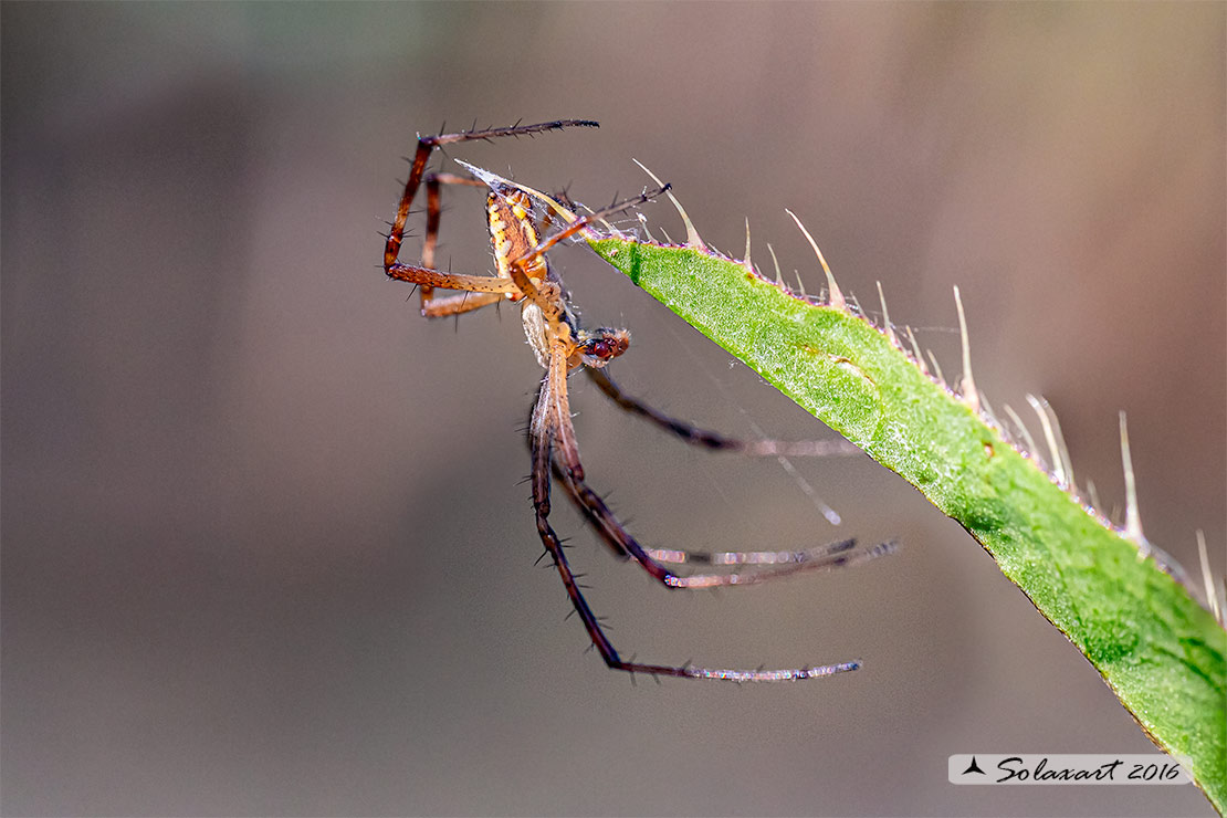 Argiope bruennichi - ragno vespa (maschio) ; wasp spider (male)