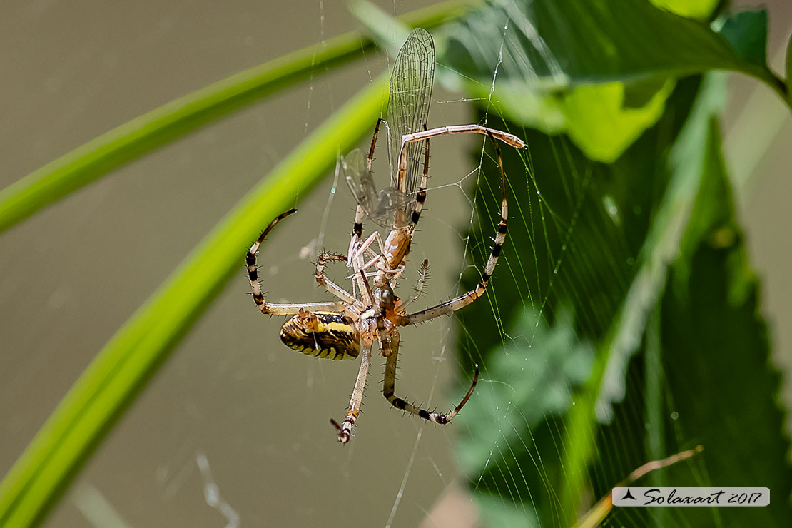 Argiope bruennichi - ragno vespa - wasp spider - Predazione di un Platycnemis pennipes