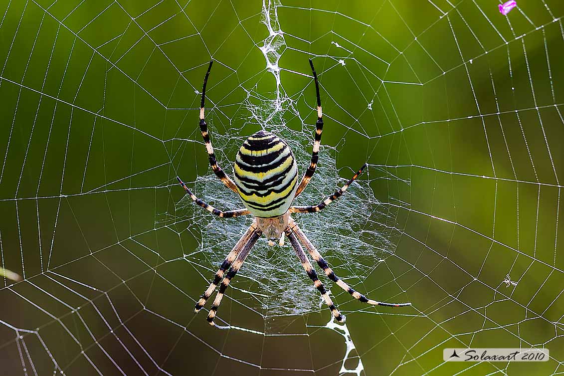 Argiope bruennichi - ragno vespa - wasp spider