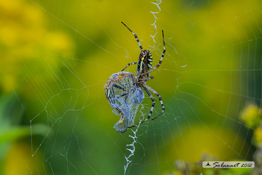 Argiope bruennichi - ragno vespa - wasp spider - predazione di un Sympetrum fonscolombii