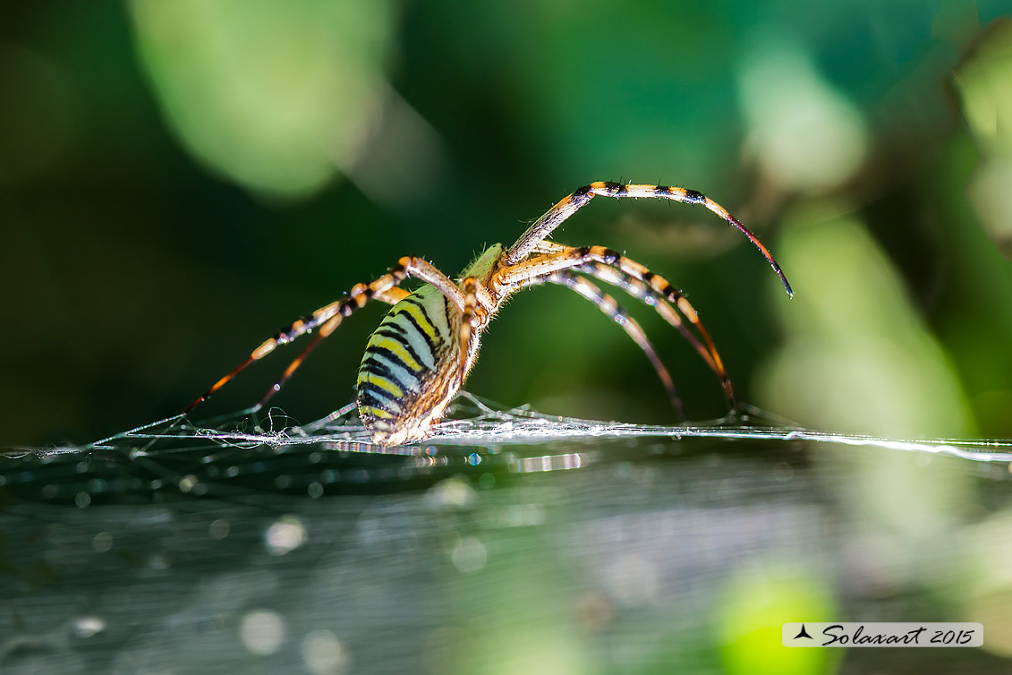 Argiope bruennichi - ragno vespa - wasp spider