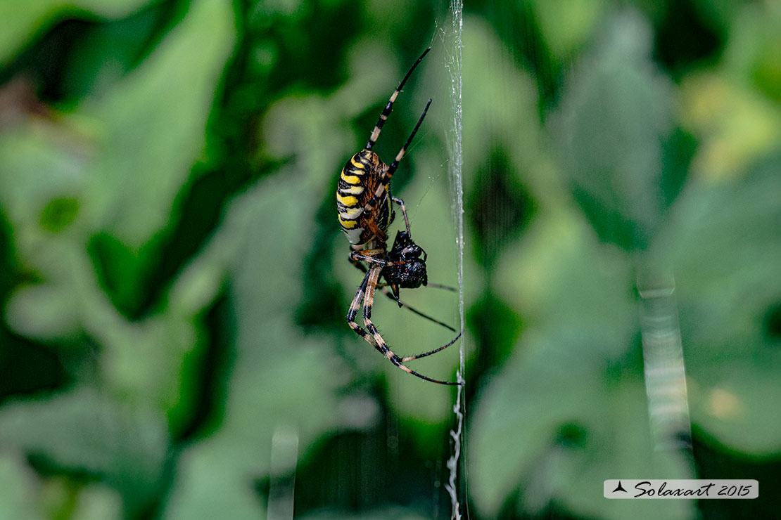 Argiope bruennichi - ragno vespa - wasp spider