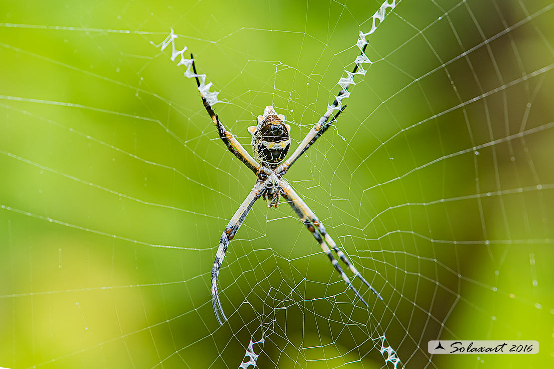 Argiope submaronica