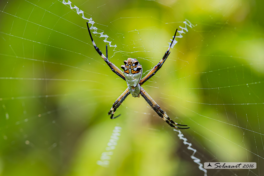 Argiope submaronica 