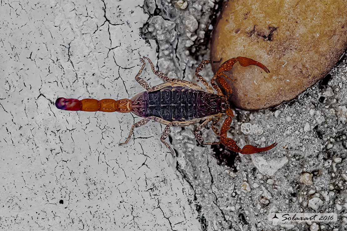 Scorpiones - Buthidae - Centruroides sp