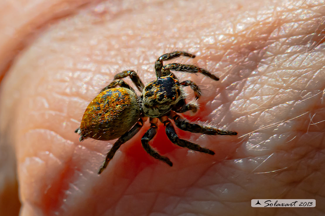 Salticidae - Carrhotus xanthogramma femmina