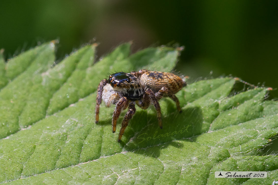 Carrhotus xanthogramma  -  (generic: jumping spider) - (femmina)